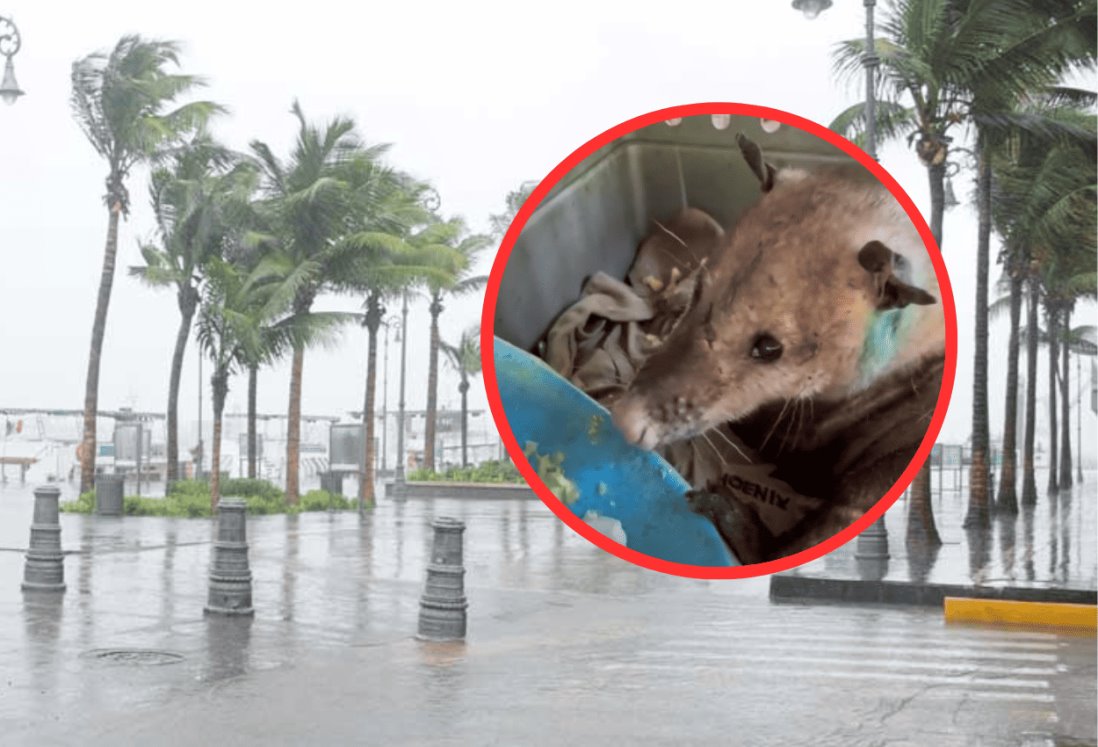 Abandonan a Tlacuache golpeado en plena lluvia en Veracruz; es rescatado | VIDEO