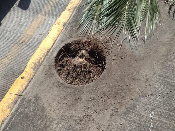 Mujer embarazada se estrella contra palmera y la arranca de tajo, en Veracruz