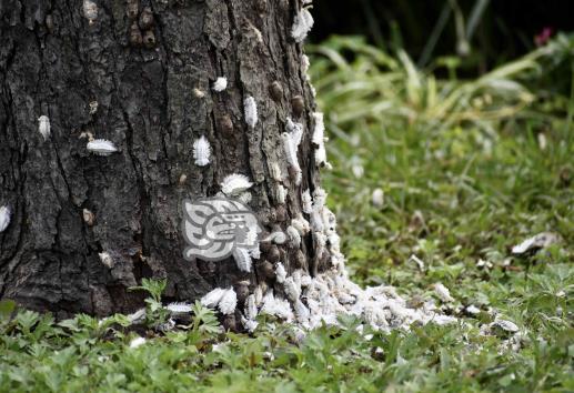 ¡Cuidado! Alertan por plaga de borreguillas en Xalapa