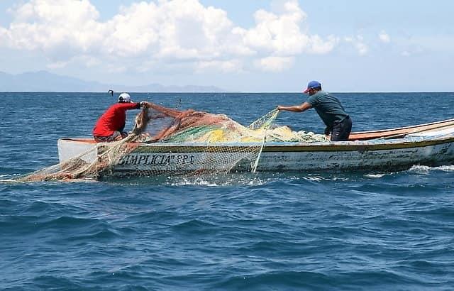 Pescadores ansían la llegada de sardinas, aunque no las atrapen ¡Esta es la razón!