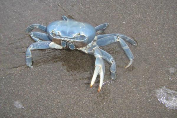 Cangrejo azul, a punto de desaparecer en Veracruz