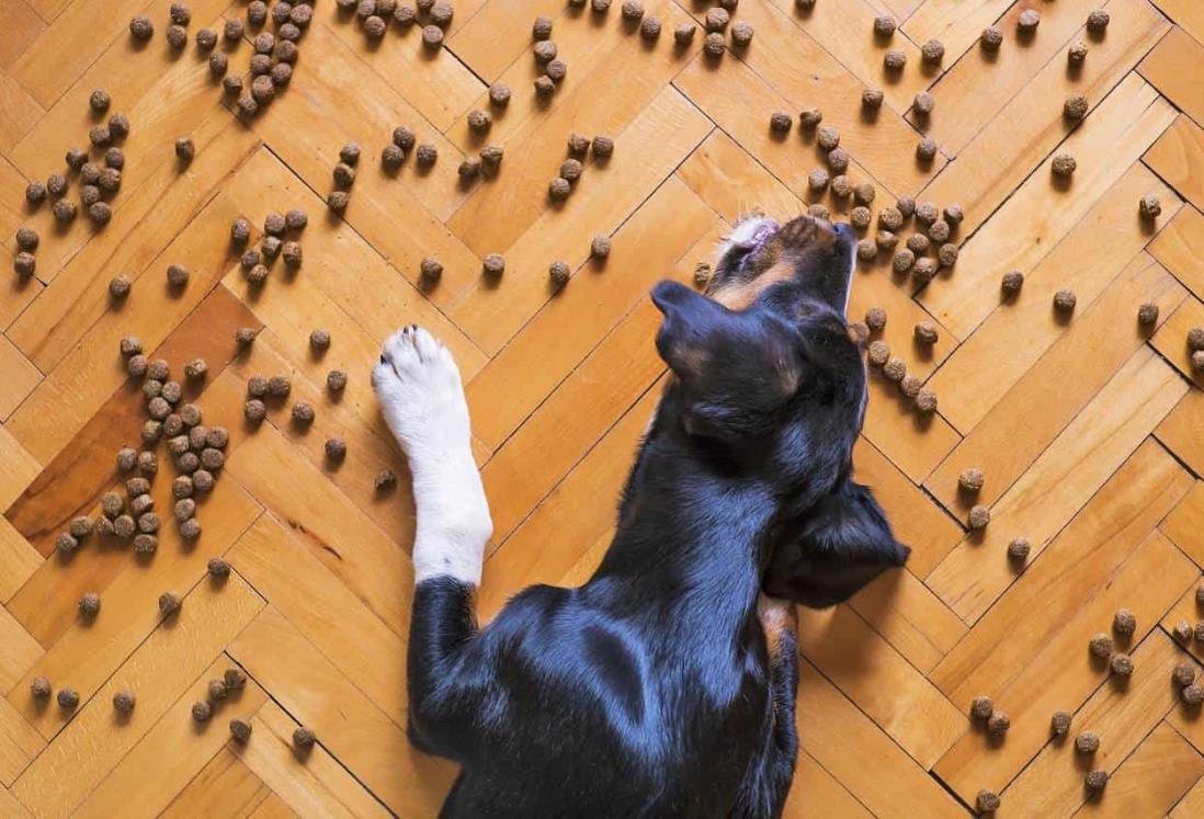 Estas son las 3 mejores marcas de croquetas para perro, según Profeco