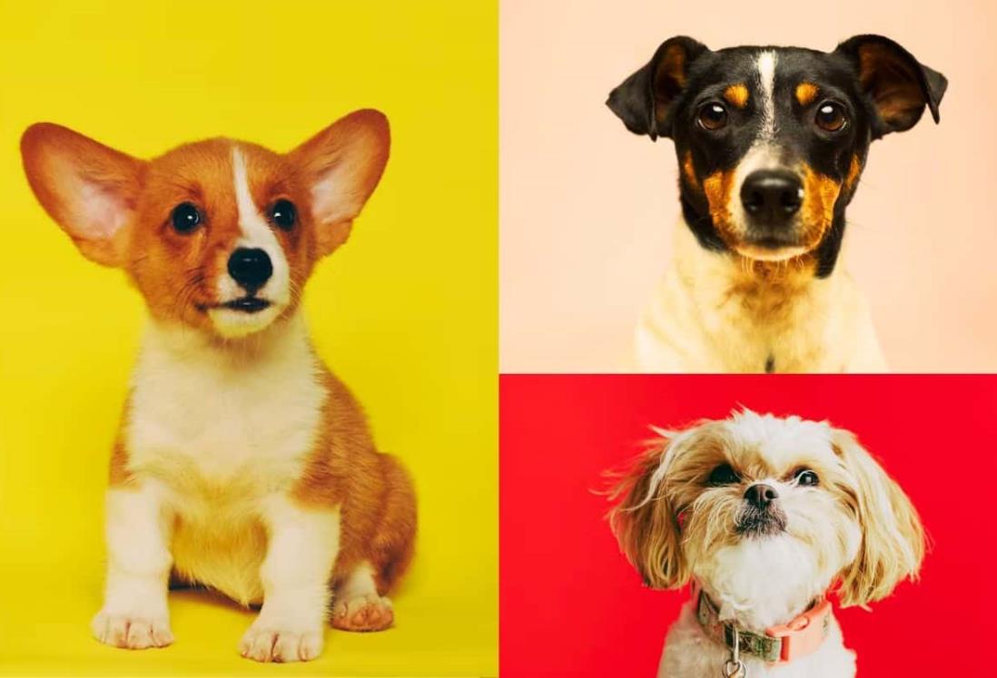 ¡En Veracruz! Realizarán desfile para adoptar perritos
