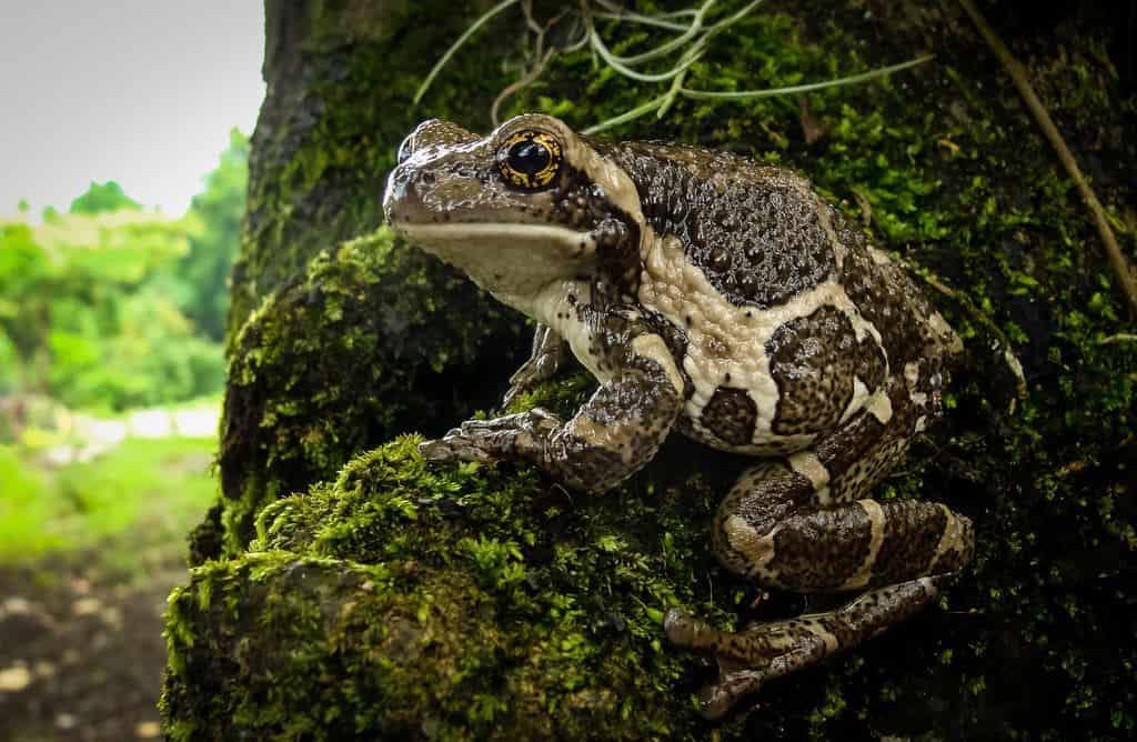 Descubren en Chiapas especie de rana que no se veía desde hace 10 años