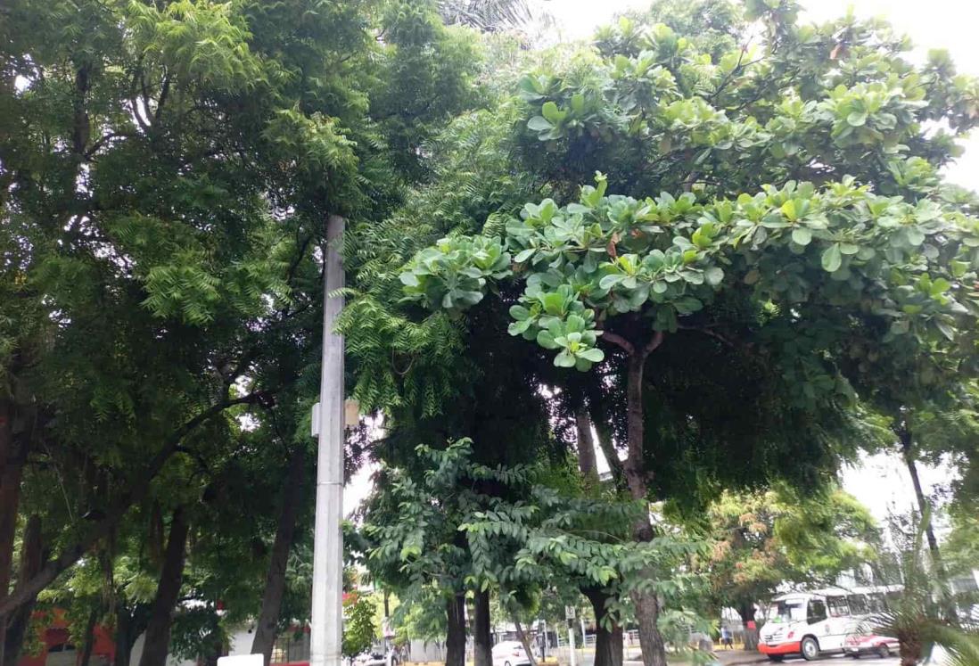 ¿Qué arboles deberían sembrar en Veracruz-Boca del Río? Biólogo explica