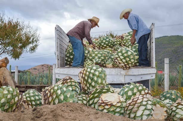 Cerveza, tequila y mezcal, lo que más exporta México