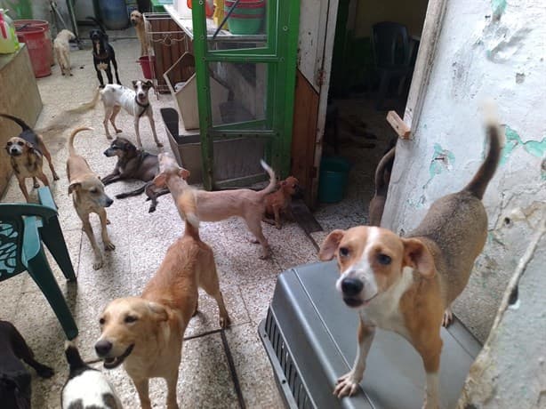 Promueven la esterilización canina y felina en Veracruz