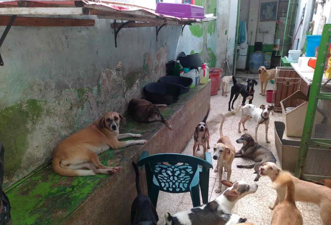 Promueven la esterilización canina y felina en Veracruz