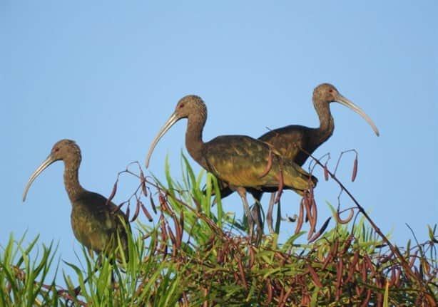 Impulsan observatorio de aves en la rivera del río Atliyac, en Paso de Ovejas