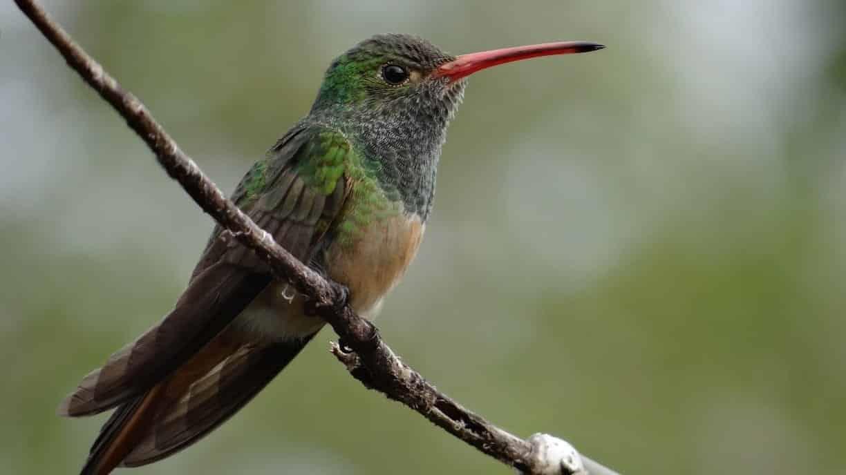 Impulsan observatorio de aves en la rivera del río Atliyac, en Paso de Ovejas