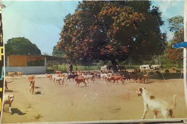 Albergue “La Roca” lleva 20 años resguardando a perros y gatos en Veracruz