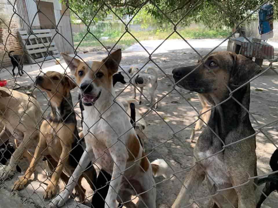 Albergue “La Roca” lleva 20 años resguardando a perros y gatos en Veracruz