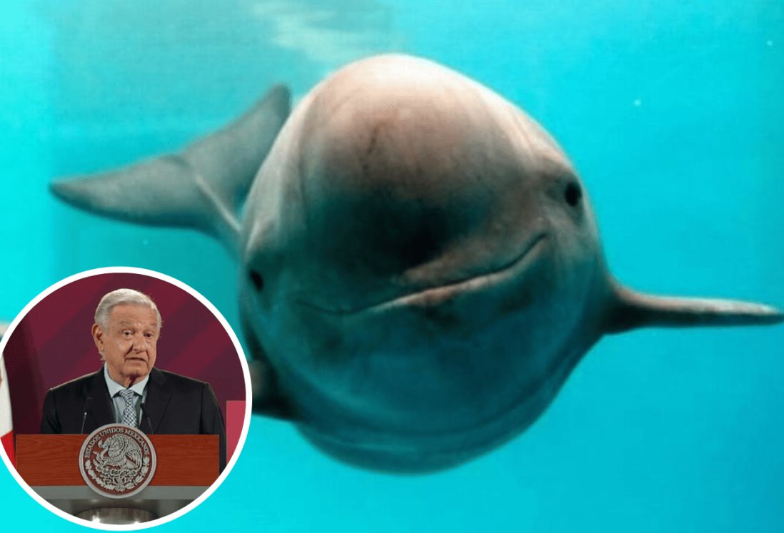 AMLO agradece a Biden no aplicar sanciones económicas por vaquita marina