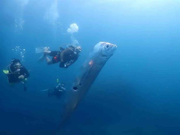 Buzos captan misterioso pez remo con agujeros gigantes en Taiwán | VIDEO