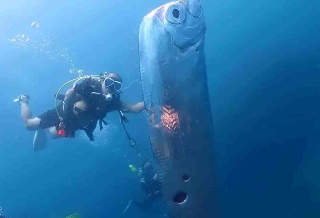 Buzos captan misterioso pez remo con agujeros gigantes en Taiwán | VIDEO