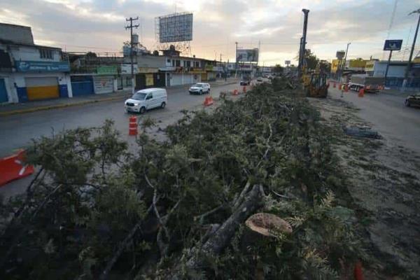 ¿Ahora convocan ciudadanos? Ayuntamiento de Xalapa invita a reforestar