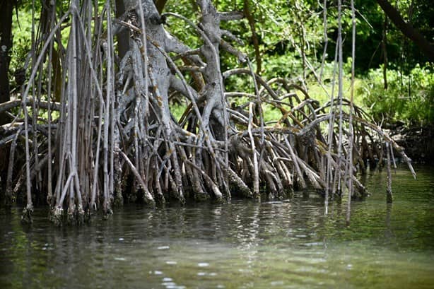 Laguna de Mandinga: En riesgo este paraíso natural de Alvarado, Veracruz