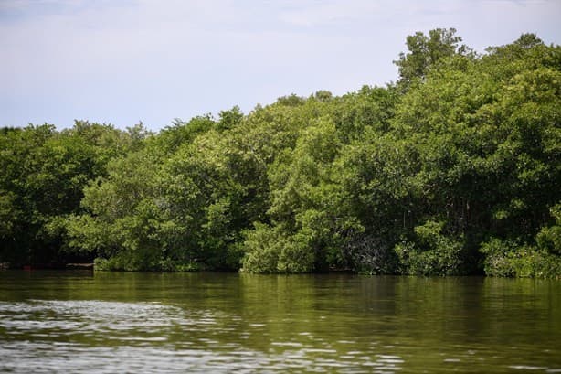 Laguna de Mandinga: En riesgo este paraíso natural de Alvarado, Veracruz