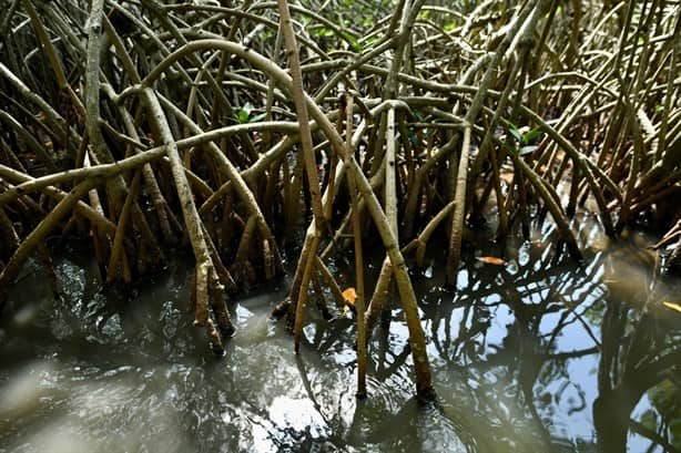 Laguna de Mandinga: En riesgo este paraíso natural de Alvarado, Veracruz