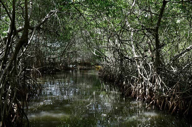 Laguna de Mandinga: En riesgo este paraíso natural de Alvarado, Veracruz