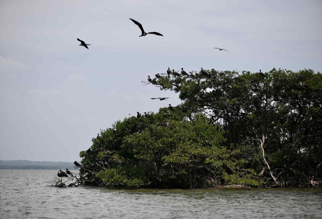 Laguna de Mandinga: En riesgo este paraíso natural de Alvarado, Veracruz