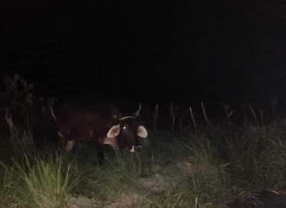 Camioneta se estrella contra una vaca en carretera Alvarado-Paso del Toro