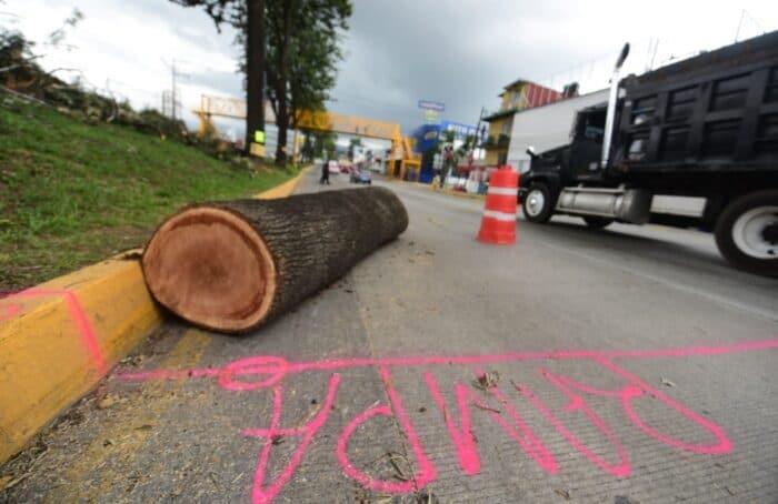 Xalapa y el conflicto por el derribo de árboles