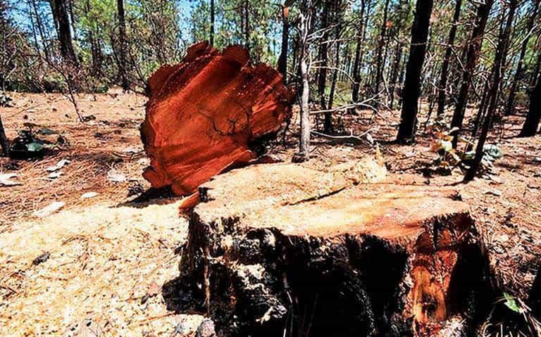 MÉXICO DEFORESTADO