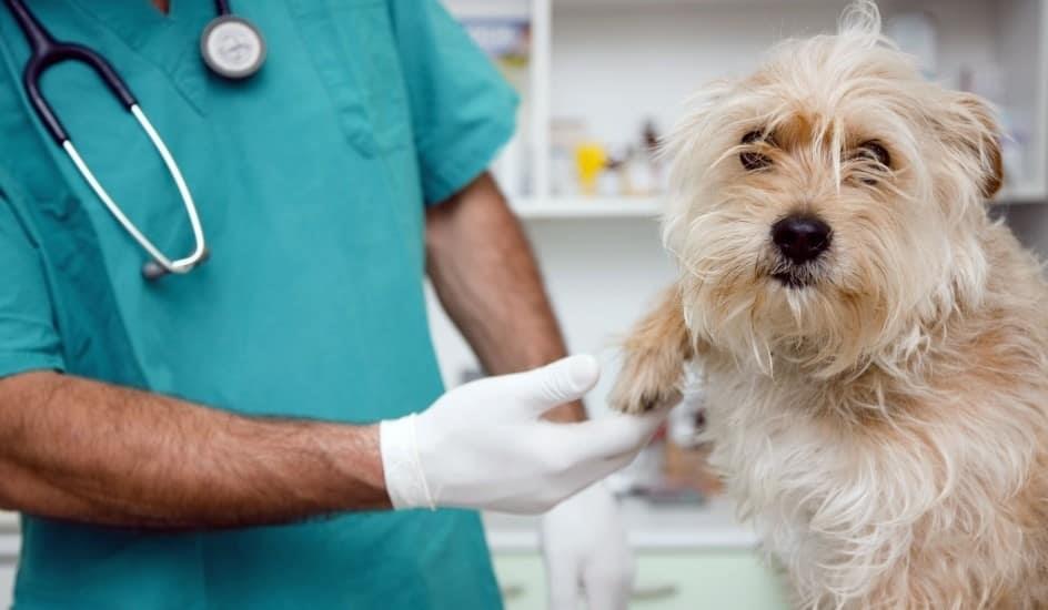 Realizarán campaña de esterilización de mascotas a bajo costo en Veracruz y Boca del Río