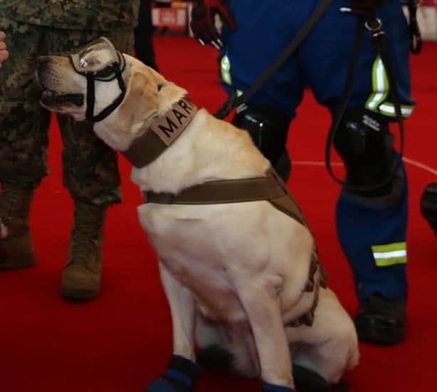 ¡La nueva Frida! Conoce a Maya, la labradora rescatista de la Semar