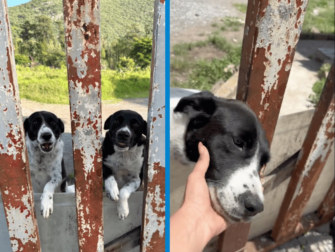 Perritos abandonados en Coca-Cola de Veracruz buscan casa: te contamos su historia