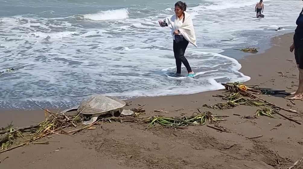 ¡Cuidado con las tortugas! Empieza la temporada de anidación en Veracruz