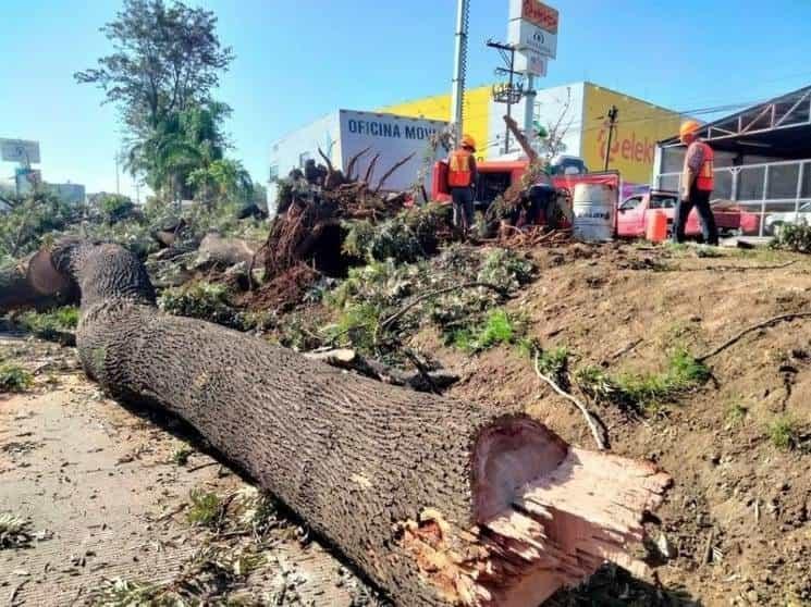 Cisneros, Hipólito y el rechazo a la tala en Xalapa 