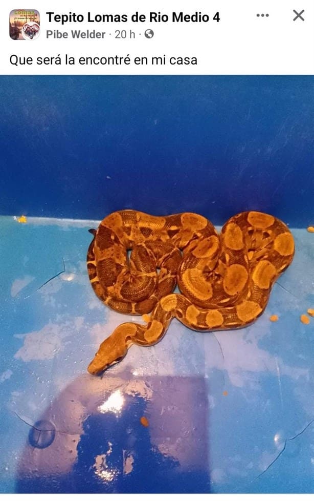 Serpiente sorprende a vecinos en Lomas 4, en Veracruz