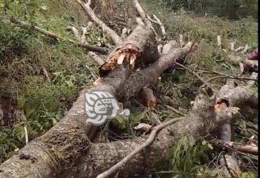 Denuncian nueva tala de árboles, ahora en humedal de Arco Sur, en Xalapa