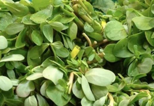 Verdolagas: Sabor y Nutrición