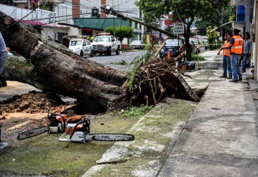 Atiende PC Xalapa caída de árboles en zona urbana y rural