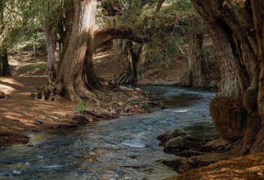 Por culpa de vecinos, podría perderse inversión en Paseo de Los Ahuehuetes