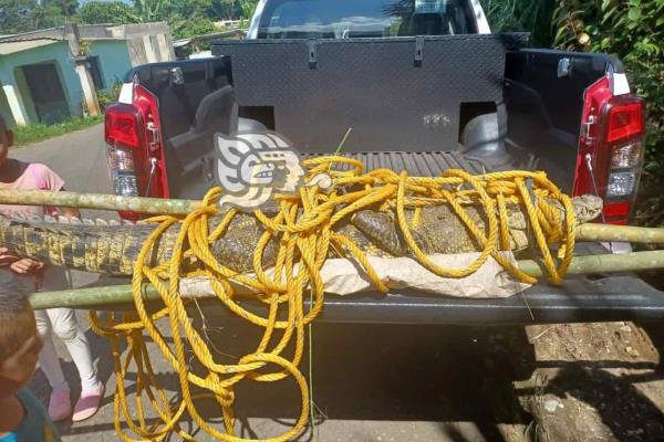 ¡Parece dinosaurio! Capturan enorme cocodrilo en Huatusco