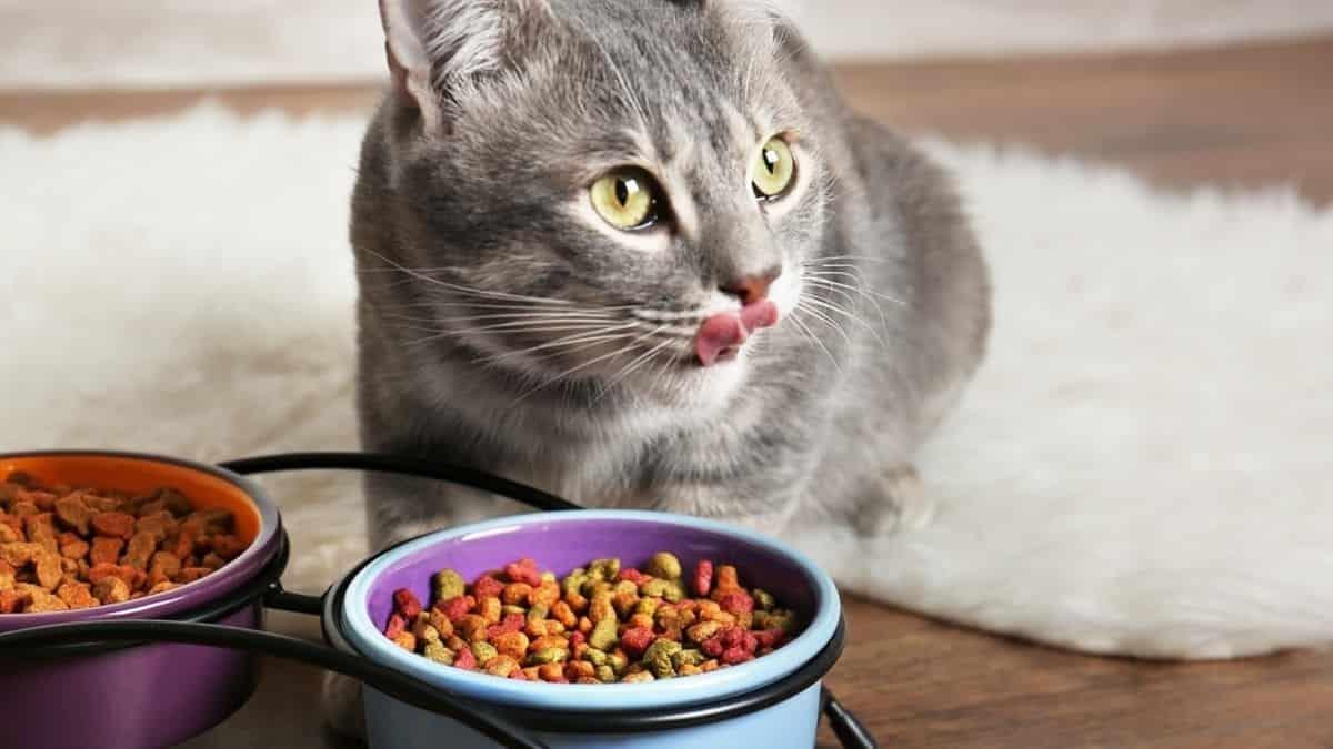 Estas son las mejores croquetas para gato, según Profeco