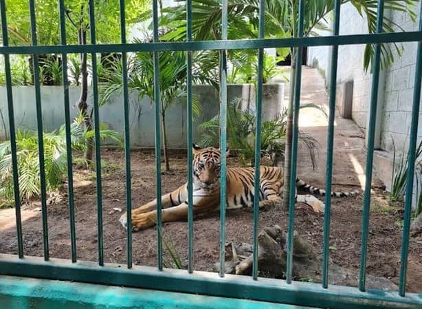 Estas actividades podrás realizar si visitas el zoológico Miguel Ángel de Quevedo en Veracruz