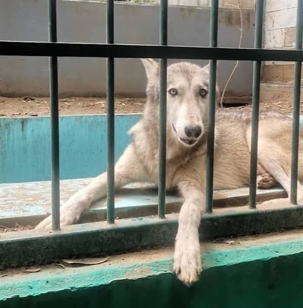 Estas actividades podrás realizar si visitas el zoológico Miguel Ángel de Quevedo en Veracruz