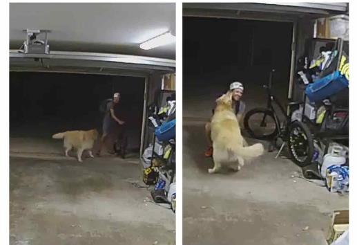 Entra a robar una casa y se hace amigo del ´perro guardián´ (+Video)
