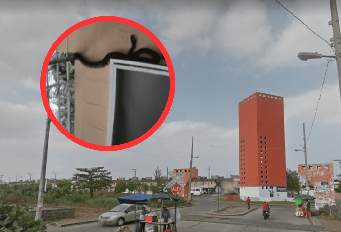 Hallan boa constrictora en fraccionamiento de Veracruz