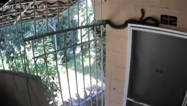 Hallan boa constrictora en fraccionamiento de Veracruz