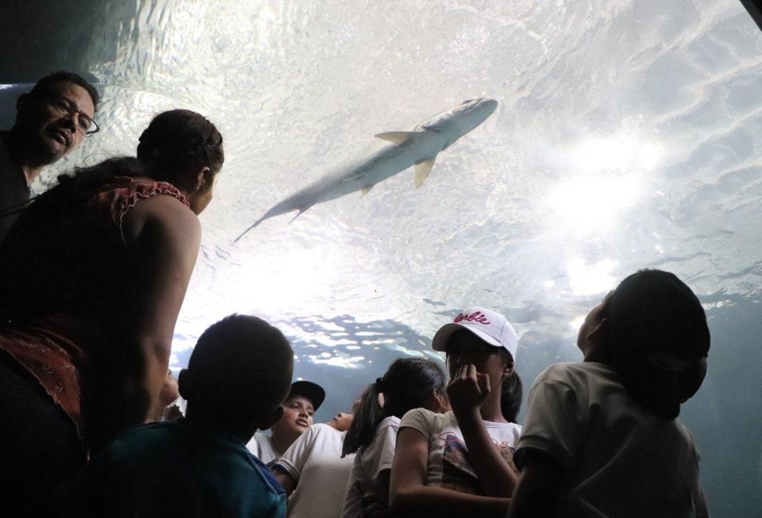 Martes gratuito de Aquarium de Veracruz recibió a más de 5 mil personas