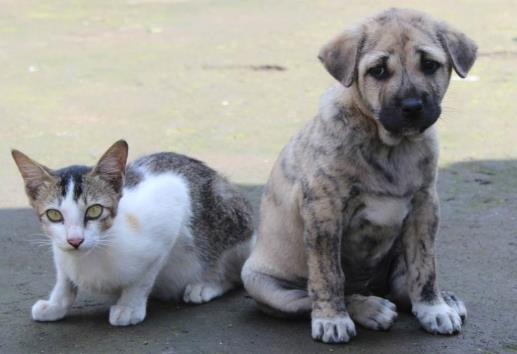 ¿Dónde se puede adoptar un perro o gato en Xalapa? Te decimos