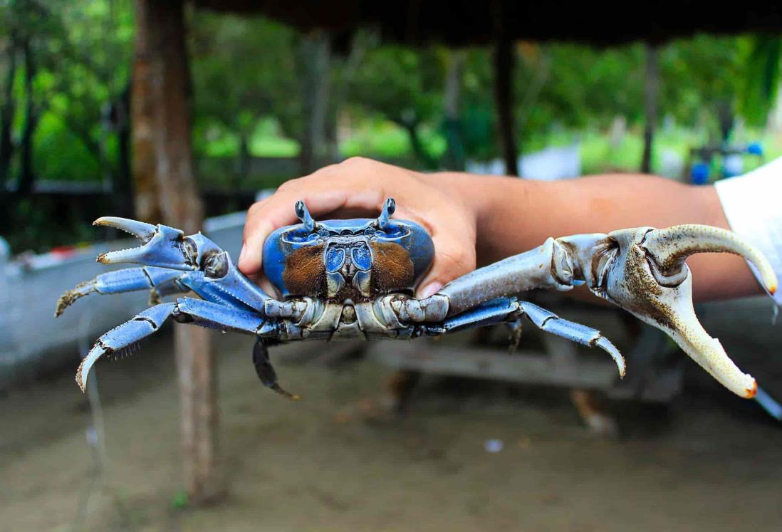 Comienza la veda del cangrejo azul en aguas de Veracruz