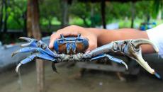 Comienza la veda del cangrejo azul en aguas de Veracruz