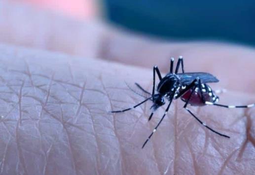 Más de 1000 casos de dengue en Veracruz; incrementó 5 veces en comparación de 2022